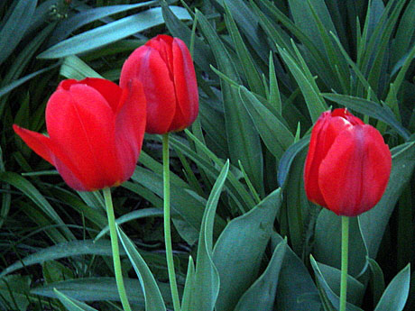 red-tulips.jpg