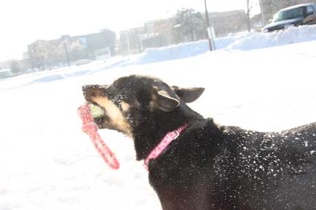 snowball.jpg