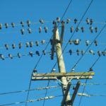Birds!