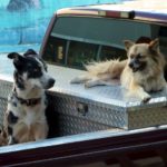 downtown dogs