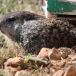 groundhog-1