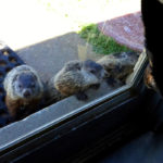 groundhog-12