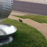 groundhog-6