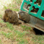 groundhog-8
